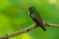 Kolibrik rezavoocasy - Amazilia tzacatl - Rufous-tailed Hummingbird o2463